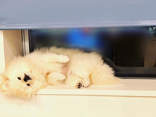 ごろりんするなんこつわんぱちちゃん