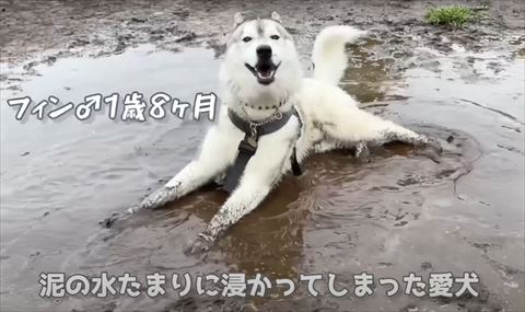 笑顔の泥んこワンコ