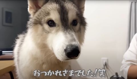 お疲れさまでしたテロップ