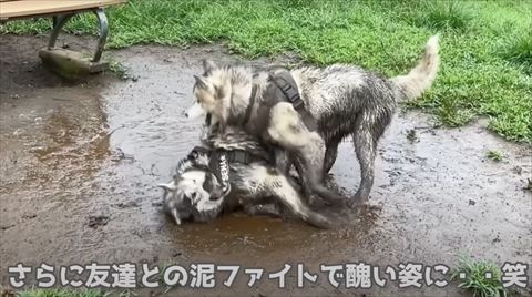 ワンコたち泥遊び