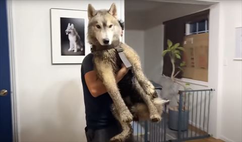 抱っこされるワンコ