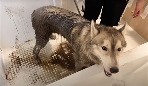 シャワーで泥水流す笑顔ワンコ
