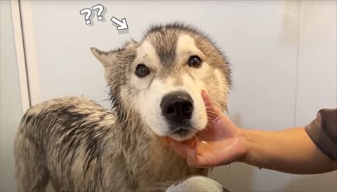 ワンコの頭にハテナテロップ