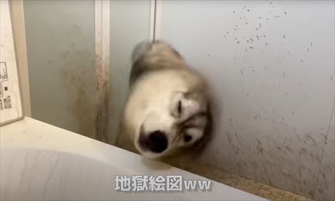 お風呂場でぶるぶるするワンコ