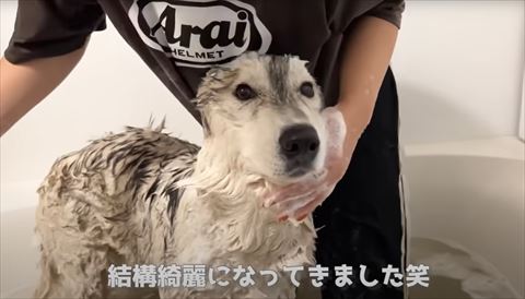 きれいになってきましたテロップ