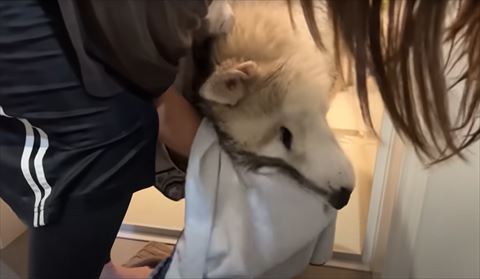 顔を拭かれるワンコ