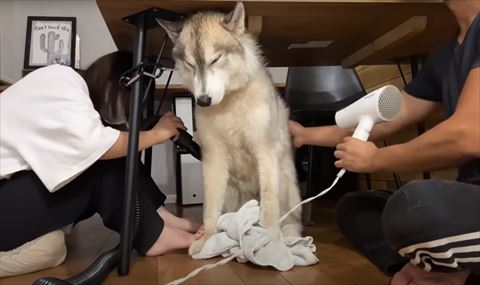 ドライヤーされるワンコ