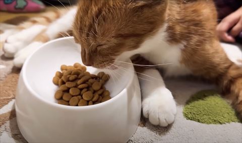 ごはん食べる猫ちゃん