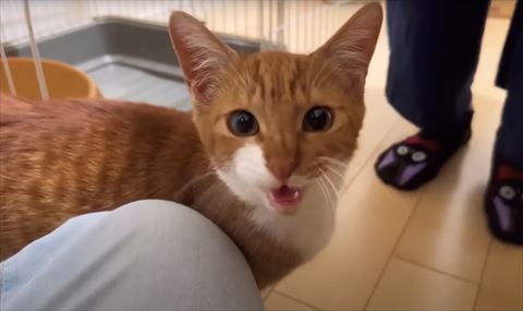 鳴いてる猫ちゃん正面アップ