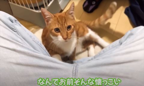 何でそんな人懐っこいテロップ