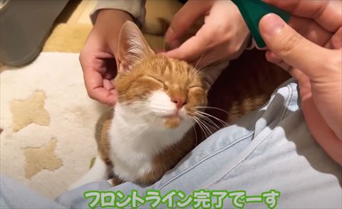 フロントライン完了テロップ