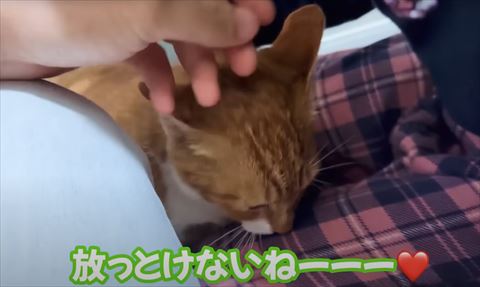 ほっとけないねテロップ