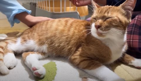 目をつむってまどろむ猫ちゃん全体