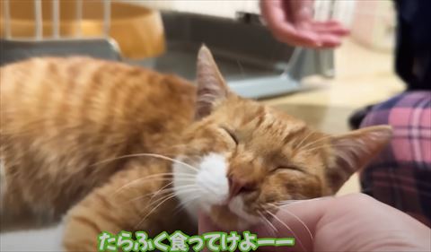 たらふく食ってけテロップ