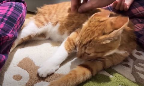 毛づくろいする猫