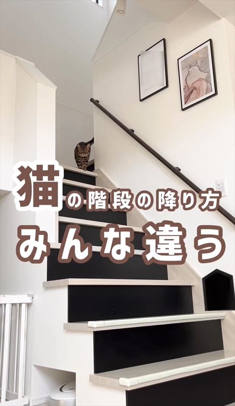 猫の階段の降り方テロップ