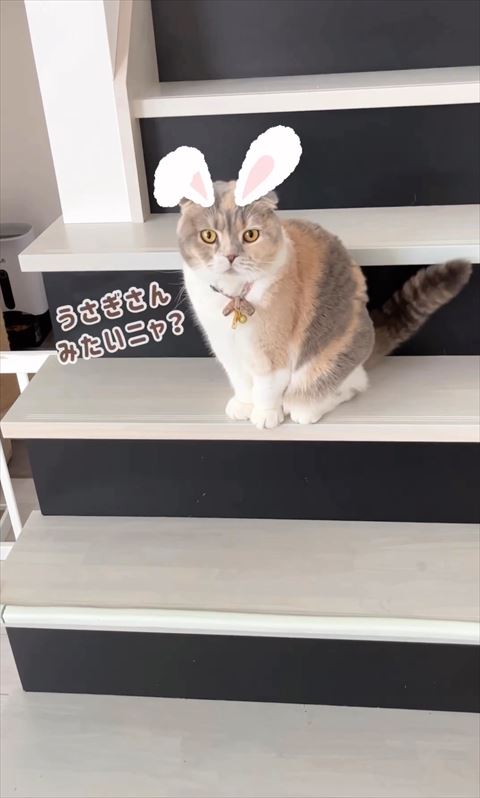 猫にうさぎ耳