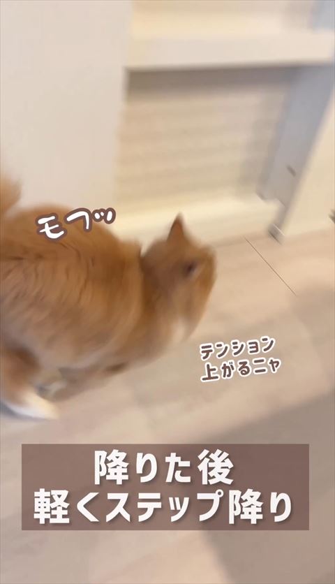 走ってるような猫ちゃん