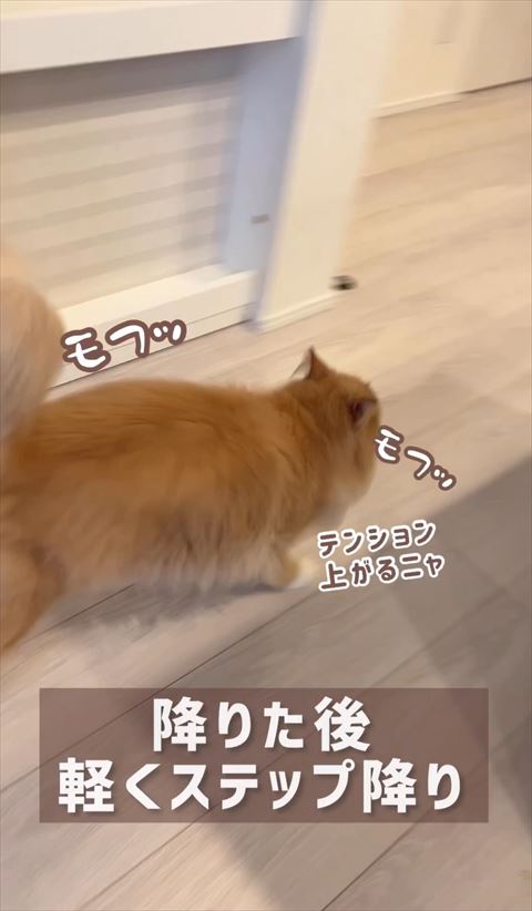 猫ちゃん後ろ姿