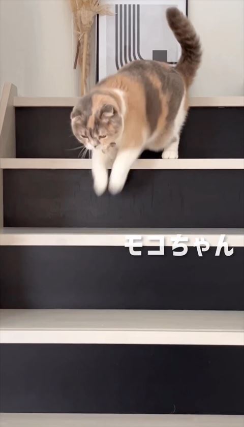 モコちゃんテロップ