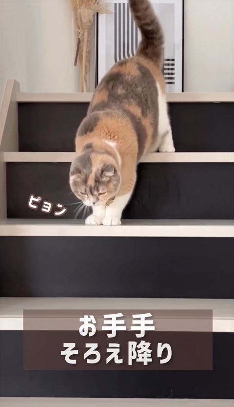 上段でお手てそろえてる