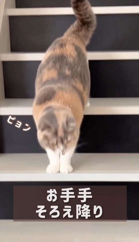 お手てそろえて下段降りていく