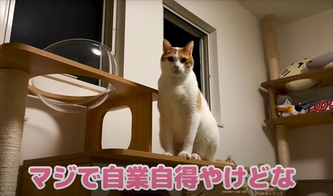 まじで自業自得テロップと猫