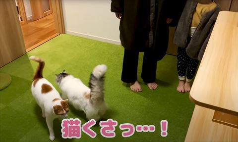 猫くさっテロップ
