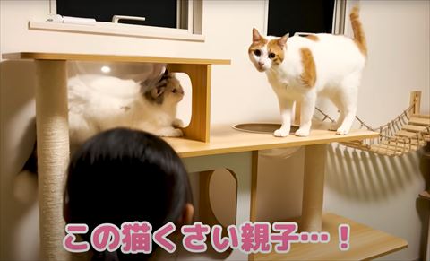 この猫くさい親子テロップ