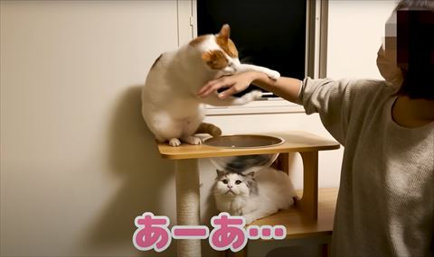 飼い主の手を前足でつかむ猫