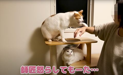 飼い主の手を噛もうとする猫
