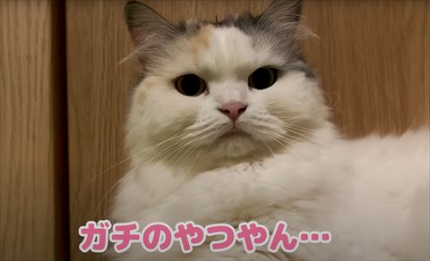 ガチのやつやんテロップ