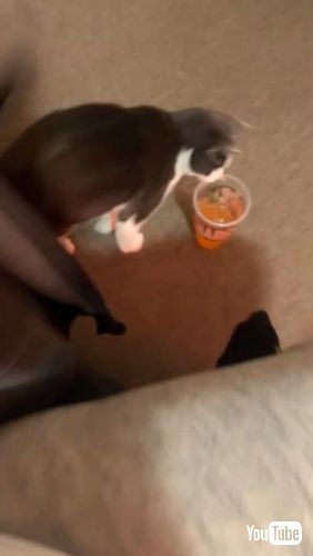 飲み物に近づく猫ちゃん