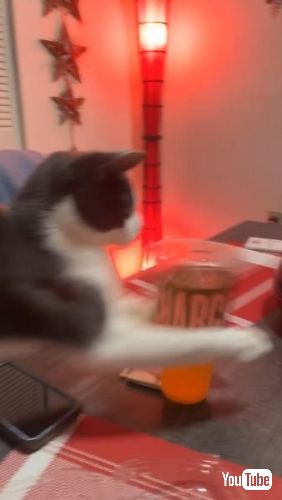 両前足でさわる猫