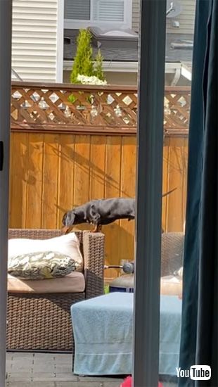 距離を確認するワンコ