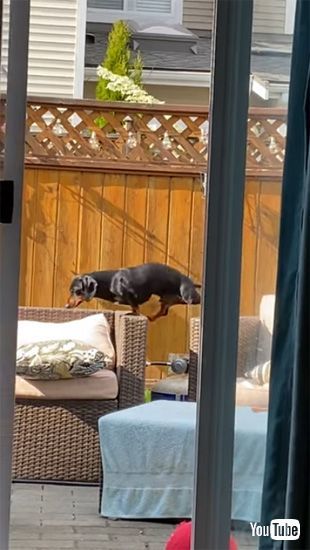 渡ろうとするワンコ