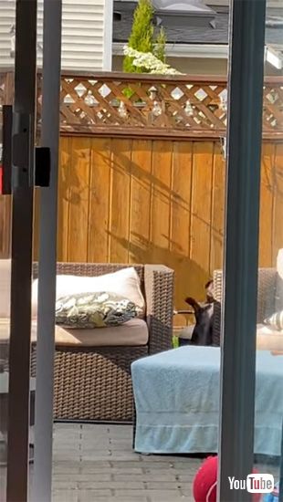 視界から消えるワンコ