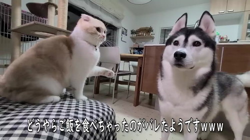猫パンチ