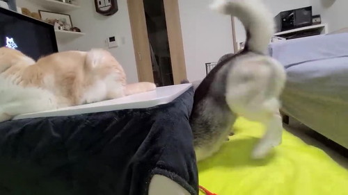 こたつにもぐる