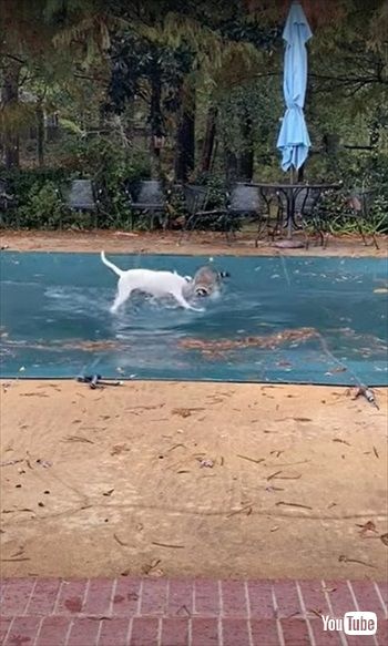 犬と遊ぶアライグマ