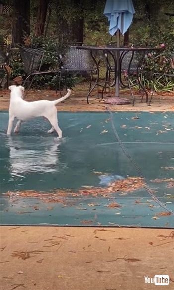 犬と遊ぶアライグマ