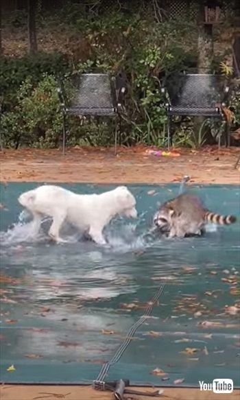 犬と遊ぶアライグマ