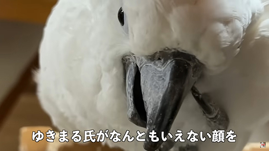 なんともいえない顔を