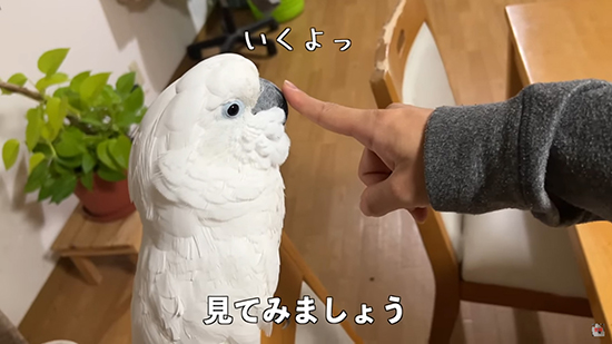いくよっ
