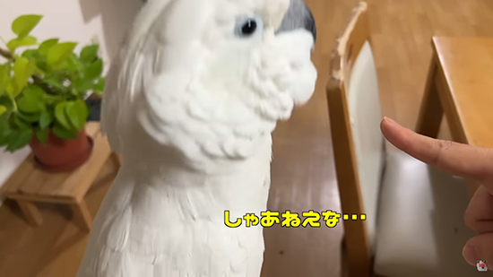乗ってくれたゆきまるくん