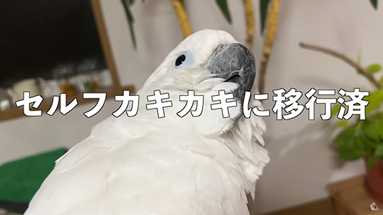 セルフカキカキ