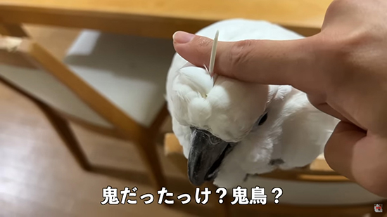 鬼鳥