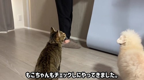 チェックする犬
