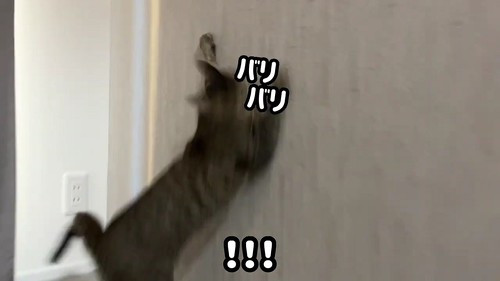 バリバリやぶる猫と犬