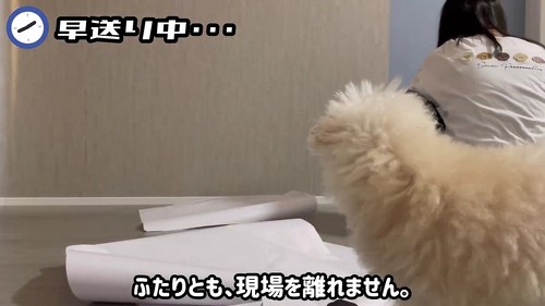 じっと見つめる犬と猫